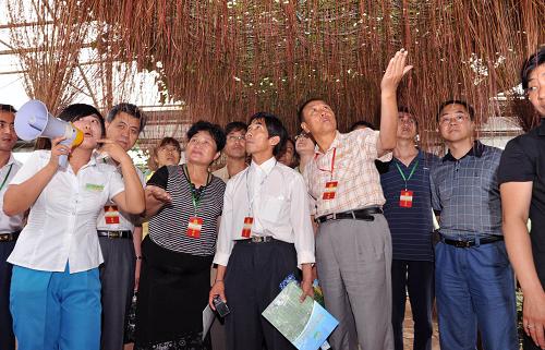 7月23日,中華全國(guó)總工會(huì)組織的勞模在北戴河集發(fā)農(nóng)業(yè)觀光園里觀看產(chǎn)自臺(tái)灣的植物“金絲垂簾”。近年來(lái),建在河北省北戴河海濱的集發(fā)農(nóng)業(yè)觀光園重視高新科技農(nóng)業(yè)種植,積極發(fā)展生態(tài)觀光農(nóng)業(yè),成效明顯,吸引了眾多來(lái)自全國(guó)各地的游客前來(lái)觀光旅游。 新華社記者 何俊昌 攝