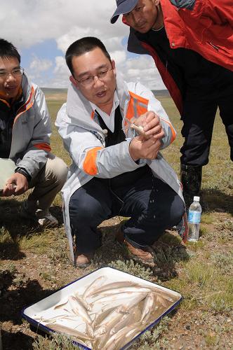 中科院水生生物研究所研究員陳毅峰對(duì)剛打撈上來(lái)的高原魚(yú)進(jìn)行講解(7月26日攝)。7月底、8月初,由長(zhǎng)江漁業(yè)資源管理委員會(huì)、世界自然基金會(huì)(WWF)、青海省農(nóng)牧廳等組織的“長(zhǎng)江源區(qū)水生生物資源與環(huán)境科學(xué)考察”,在青海長(zhǎng)江源地區(qū)展開(kāi)。青藏高原水域擁有高原鰍、裂腹魚(yú)等特種魚(yú)類(lèi),我國(guó)科學(xué)界對(duì)此已經(jīng)開(kāi)展了數(shù)十年的深入研究。高原魚(yú)類(lèi)是我國(guó)寶貴的生物基因庫(kù),對(duì)它們的研究也有助于了解全球氣候變化。新華社記者 楊金志 攝