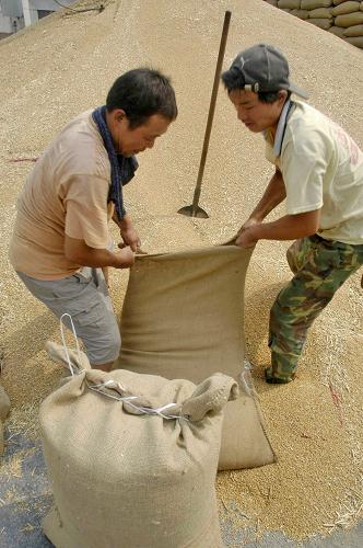 7月29日,在河南省淮陽(yáng)縣一個(gè)糧食儲(chǔ)備庫(kù),工作人員把農(nóng)民出售的糧食入庫(kù)。新華社發(fā)(楊正華 攝)