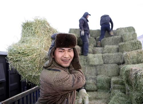 2月4日,人們將剛運(yùn)抵阿勒泰地區(qū)福??h的援疆飼草裝車,準(zhǔn)備轉(zhuǎn)運(yùn)至各受災(zāi)縣市。新華社發(fā)(葉爾江 攝)