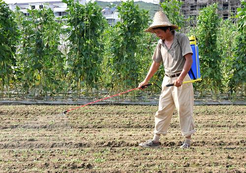 7月22日,在江西德興市湯家村,菜農(nóng)在剛出苗的白菜地里勞作。新華社發(fā)(胡敦煌 攝)