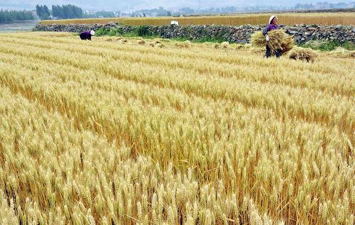5月30日,山東鄒平縣青陽鎮(zhèn)農(nóng)民在麥田收割小麥。自5月末起,山東5390萬畝冬小麥自南而北開始收割,來自河南、河北等地的聯(lián)合收割機進(jìn)入麥?zhǔn)諈^(qū)進(jìn)行作業(yè),預(yù)計山東麥?zhǔn)諏⒃?0天左右完成。據(jù)山東省農(nóng)業(yè)廳近期進(jìn)行的農(nóng)情調(diào)度顯示,山東今年有望實現(xiàn)夏糧連續(xù)增產(chǎn)。新華社發(fā)(董乃德 攝)