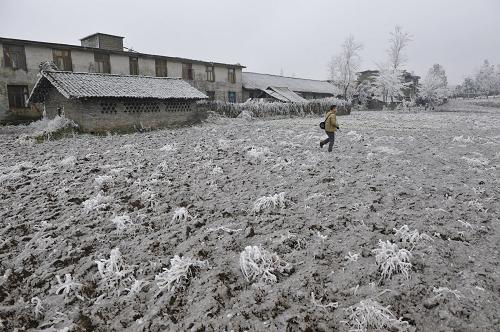 1月4日,貴州開陽縣的農(nóng)田已被積冰覆蓋。開陽縣是貴州受凝凍影響最嚴(yán)重的地區(qū)之一,1月2日該縣電線積冰直徑曾達(dá)46毫米。當(dāng)日,貴州省政府應(yīng)急辦發(fā)布消息,持續(xù)低溫凝凍天氣導(dǎo)致貴州160萬人受災(zāi),直接經(jīng)濟(jì)損失7000萬元人民幣。為做好救災(zāi)工作,貴州省減災(zāi)委已緊急啟動救災(zāi)Ⅱ級響應(yīng)。受北方強(qiáng)冷空氣影響,2010年12月31日夜間以來,貴州部分地區(qū)溫度降到零度以下,出現(xiàn)持續(xù)低溫凝凍天氣。貴州中部、北部、南部等地先后出現(xiàn)凍雨并不同程度受災(zāi),境內(nèi)多條高速、高等級公路以及通縣通鄉(xiāng)公路結(jié)冰,交通受阻,不同程度出現(xiàn)車輛和人員滯留,部分地方電線覆冰。新華社記者 歐東衢 攝