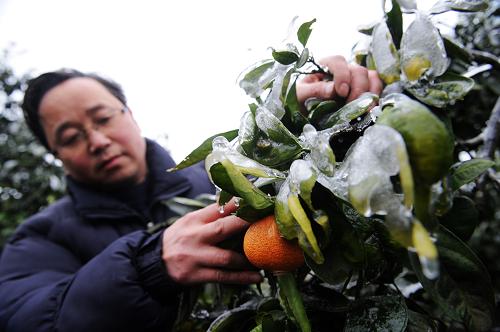 湖南省懷化市新晃縣一處遭受冰災(zāi)的椪柑種植基地的植物上結(jié)滿了冰雪(1月5日攝)。2011年1月2日至3日,湖南省懷化市新晃縣最低氣溫降至零下2.5攝氏度,比40年來同期平均氣溫低2.6攝氏度,全縣直接經(jīng)濟(jì)損失達(dá)3812萬。目前,新晃縣受災(zāi)人數(shù)71430人,全縣農(nóng)業(yè)受災(zāi)面積17.28萬畝,成災(zāi)面積2.1萬畝。新華社記者 龍弘濤 攝
