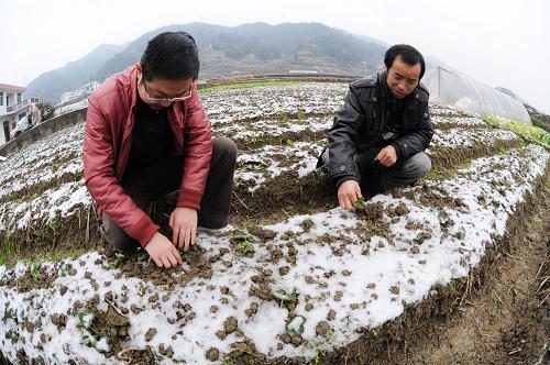湖南省懷化市新晃縣一處遭受冰災(zāi)的草莓種植基地(1月5日攝)。新華社記者 龍弘濤 攝