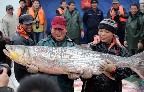 1月5日,江西省進(jìn)賢縣軍山湖漁民在展示捕撈的“魚(yú)王”。當(dāng)日,江西省進(jìn)賢縣軍山湖迎來(lái)大規(guī)模開(kāi)捕時(shí)節(jié),開(kāi)捕儀式包括大型捕撈、“魚(yú)王”展示、現(xiàn)場(chǎng)銷售等。預(yù)計(jì)各類鮮魚(yú)起水量達(dá)到400萬(wàn)公斤,“魚(yú)王”體重達(dá)50多公斤,體長(zhǎng)超過(guò)1.6米。軍山湖位于鄱陽(yáng)湖邊,漁業(yè)資源豐富,總面積32萬(wàn)畝。新華社記者 周科 攝