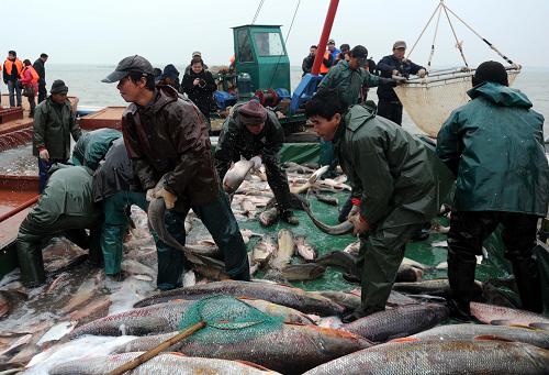 1月5日,江西省進(jìn)賢縣軍山湖漁民收獲鮮魚(yú)。新華社記者 周科 攝
