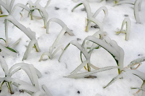 1月6日,貴州省萬山特區(qū)郊外的農(nóng)作物被冰雪覆蓋呈倒伏狀。當(dāng)日,記者從貴州省政府應(yīng)急辦了解到,連日來持續(xù)低溫凝凍天氣已致貴州大面積受災(zāi)。據(jù)初步統(tǒng)計(jì),截至1月5日,全省8.15萬公頃蔬菜、洋芋、小麥等農(nóng)作物受災(zāi),受災(zāi)人口超過229萬人,緊急轉(zhuǎn)移安置2.51萬人,因?yàn)?zāi)死亡1人,倒塌房屋238間,損壞房屋2016間,直接經(jīng)濟(jì)損失3.23億元。新華社記者 劉續(xù) 攝