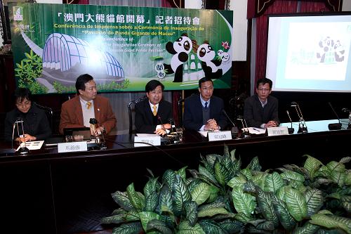 1月13日,澳門特區(qū)政府民政總署管理委員會(huì)主席譚偉文(中)出席活動(dòng)并發(fā)言。 1月13日,澳門特區(qū)政府民政總署舉行新聞發(fā)布會(huì),宣布澳門大熊貓館將于1月18日開幕。開幕第二天,由民政總署安排澳門學(xué)生、長(zhǎng)者、弱勢(shì)社群團(tuán)體入館參觀,不公開售票。1月28日起正式公開發(fā)售門票,每天開放6場(chǎng)次,分批安排進(jìn)館,預(yù)計(jì)一天最多接待1500人。 新華社發(fā)