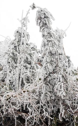 這是冰雪掩映的瑤寨山林霧?。?月7日攝)。連日來,由于持續(xù)的低溫陰雨凝凍天氣,廣西三江侗族自治縣高基瑤族鄉(xiāng)形成了天然冰雕,在南國(guó)大地上演繹出一派北國(guó)風(fēng)光,讓瑤族同胞在抗災(zāi)自救的同時(shí),領(lǐng)略到大自然鬼斧神工的魅力。新華社記者 張愛林 攝