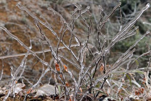 這是冰雨后形成的“玉樹瓊枝”(1月7日攝)。新華社記者 張愛林 攝