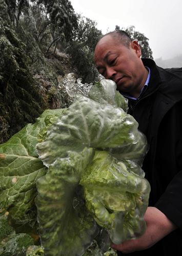 1月8日,灌陽縣西山瑤族鄉(xiāng)北江村一名群眾在查看冰凍后的青菜。新華社記者陳瑞華攝