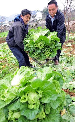 11月29日,貴陽市南明區(qū)永樂鄉(xiāng)的政府工作人員在干井村與農(nóng)民一起為超市組織直銷蔬菜。 今年3月開始,貴陽市的蔬果基地——南明區(qū)永樂鄉(xiāng)積極聯(lián)系大型連鎖超市,每天組織3-5萬公斤蘿卜、白菜、蒜苗等蔬菜到超市直銷。直銷省去中間環(huán)節(jié),增加了農(nóng)民賣菜的收入,同時也讓城里的市民得到實惠。 新華社記者 楊楹 攝