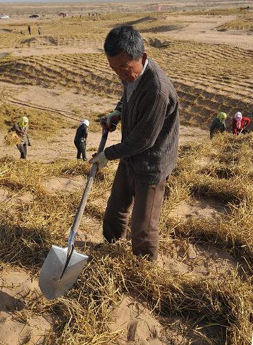 10月21日,寧夏鹽池縣高沙窩鎮(zhèn)農(nóng)民在毛烏素沙地邊緣扎草方格。新華社記者 劉泉龍 攝