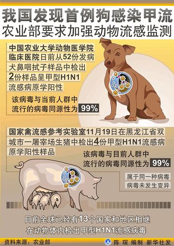 圖表:我國發(fā)現(xiàn)首例狗感染甲流 農業(yè)部要求加強動物流感監(jiān)測 新華社發(fā)