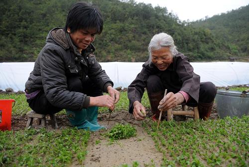 3月3日,贛縣茅店鎮(zhèn)壩高村村民在給甜葉菊育苗。目前,江西省贛縣已是春意盎然,不少農(nóng)民開始忙著耕地播種,到處是一派農(nóng)忙景象。近年來,贛縣結(jié)合縣情,鼓勵當(dāng)?shù)剞r(nóng)民發(fā)展甜葉菊、光皮樹、油茶等六大優(yōu)勢產(chǎn)業(yè),并出臺一系列政策,在資金、用地、辦證等多方面亮出“綠燈”,激發(fā)了農(nóng)民的生產(chǎn)致富熱情。目前,贛縣甜葉菊種植面積已由2006年的400畝發(fā)展到1.2萬畝,每畝可給當(dāng)?shù)剞r(nóng)民帶來3000元的年收入。新華社記者 周科 攝