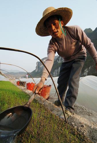 3月20日,廣西河池市東蘭縣蘭木鎮(zhèn)納核村納輝屯村民為運用旱育秧技術(shù)的秧田澆水。新華社記者 李斌 攝