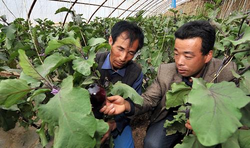 3月29日,寧夏吳忠市豐裕蔬菜種植專(zhuān)業(yè)合作社的菜農(nóng)金學(xué)意(左)在向技術(shù)人員學(xué)習(xí)蔬菜栽培技術(shù)。針對(duì)日光溫棚蔬菜種植面積迅速增加的實(shí)際,寧夏各級(jí)政府大力引導(dǎo)農(nóng)民成立蔬菜專(zhuān)業(yè)合作社,實(shí)現(xiàn)了技術(shù)推廣、規(guī)模經(jīng)營(yíng)等市場(chǎng)運(yùn)行機(jī)制,有效增加了農(nóng)民收入。目前,寧夏溫棚蔬菜種植面積超過(guò)60萬(wàn)畝。新華社記者 劉泉龍 攝
