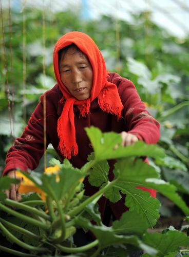 3月29日,寧夏吳忠市豐裕蔬菜種植專(zhuān)業(yè)合作社的菜農(nóng)張秀蘭在溫棚里觀察蔬菜生長(zhǎng)情況。新華社記者 劉泉龍 攝