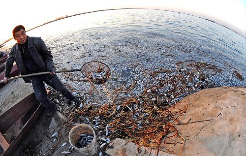 當(dāng)?shù)匾晃晦r(nóng)民在團(tuán)結(jié)水庫(kù)堤岸邊打撈死魚(yú)(4月6日攝)。遼寧省沈陽(yáng)市郊區(qū)團(tuán)結(jié)水庫(kù)被嚴(yán)重污染,造成大批魚(yú)類(lèi)死亡。記者聞?dòng)嵱?月6日下午來(lái)到團(tuán)結(jié)水庫(kù)邊,發(fā)現(xiàn)這個(gè)總庫(kù)容超過(guò)4000萬(wàn)立方米的中型水庫(kù)在冰層消融之后,過(guò)去的清水如今已是渾濁的黑水,密密麻麻的死魚(yú)飄浮在水庫(kù)的南堤岸邊,形成一條2公里長(zhǎng)、近兩米寬的“銀帶”,一陣北風(fēng)從水面吹過(guò),撲面而來(lái)的是幾乎讓人窒息的腥臭味。團(tuán)結(jié)水庫(kù)所在的蒲河是遼河的一條支流,全長(zhǎng)205公里,其中在沈陽(yáng)境內(nèi)近180公里。長(zhǎng)期以來(lái),蒲河水質(zhì)污染嚴(yán)重,全河段水質(zhì)平均為劣五類(lèi)。遼寧省、沈陽(yáng)市環(huán)保部門(mén)目前已先后趕到事發(fā)現(xiàn)場(chǎng)作進(jìn)一步調(diào)查。新華社記者 姚劍鋒 攝