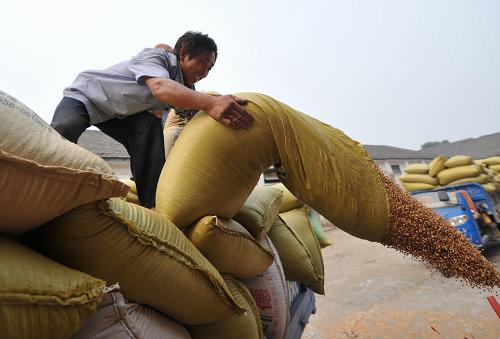 在安徽阜陽(yáng)潁州糧食儲(chǔ)備庫(kù),當(dāng)?shù)剞r(nóng)民在賣小麥(6月20日攝)。自6月5日安徽省全面啟動(dòng)小麥最低收購(gòu)價(jià)預(yù)案以來(lái),前期確定的24億鋪底收購(gòu)資金貸款將陸續(xù)發(fā)放到基層2000多個(gè)收儲(chǔ)庫(kù)點(diǎn),確保做到“錢等糧”,讓農(nóng)民“糧出手、錢到手”。目前,農(nóng)發(fā)行安徽省分行已審批超過(guò)200億元貸款,確保農(nóng)民售糧款及時(shí)兌現(xiàn)。新華社記者 劉軍喜 攝