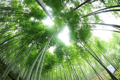 這是福建省建甌市房道鎮(zhèn)的毛竹林(7月9日攝)。地處閩北的建甌市盛產(chǎn)毛竹,現(xiàn)擁有竹林面積123萬(wàn)畝,毛竹立竹總數(shù)2.2億株,竹林面積和立竹量均居全國(guó)縣(市)榜首,是遠(yuǎn)近聞名的“中國(guó)竹子之鄉(xiāng)”。近年來(lái),建甌通過(guò)加大力度發(fā)展低碳型竹產(chǎn)業(yè),獨(dú)辟一條“以竹代木”的生態(tài)保護(hù)路徑,一根小小毛竹挑起了生態(tài)保護(hù)與快速發(fā)展的“兩端”。通過(guò)堅(jiān)持走科學(xué)種竹、筍竹加工、產(chǎn)品貿(mào)易、旅游休閑為一體的發(fā)展之路,當(dāng)?shù)刂癞a(chǎn)品種類(lèi)不斷延伸,附加值也節(jié)節(jié)攀升,一根毛竹由過(guò)去的幾元錢(qián)升值到現(xiàn)在上百元,每一根毛竹都被“吃干榨盡”。如今,竹產(chǎn)業(yè)成為這里名副其實(shí)的支柱產(chǎn)業(yè),2009年全市竹業(yè)社會(huì)總產(chǎn)值達(dá)34.5億元,其中竹山產(chǎn)值7.7億元,加工產(chǎn)值26.8億元。竹產(chǎn)業(yè)的高效益為廣大農(nóng)民所分享,現(xiàn)在平均每戶(hù)竹農(nóng)每年僅從自家竹山上就有2000多元收益。在毛竹主產(chǎn)區(qū),農(nóng)民收入的80%來(lái)自竹山。新華社記者 張國(guó)俊 攝