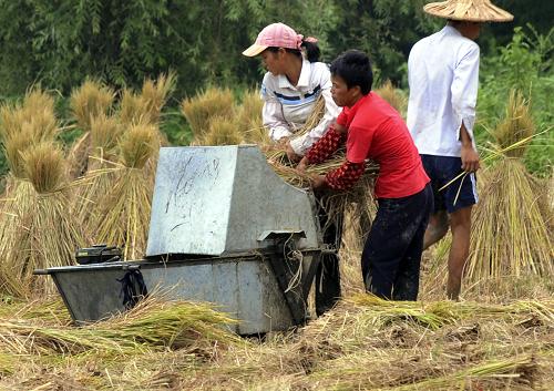 8月7日,柳江縣成團(tuán)鎮(zhèn)甘塘村農(nóng)民給早稻脫粒。新華社發(fā)(賴柳生 攝)