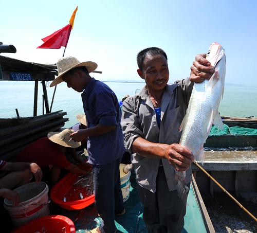 9月6日,一位漁民在展示一條大魚。經(jīng)過7個(gè)月的封湖禁捕,9月初太湖漁民迎來(lái)開捕的時(shí)節(jié)。太湖南岸的浙江省長(zhǎng)興縣漁民開始自己的豐收季節(jié),數(shù)百艘漁船在太湖里捕撈作業(yè),包括梅鱭魚、鰱魚、太湖白蝦等各種湖鮮也到了大量上市的季節(jié)。新華社記者 徐昱 攝
