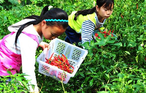 10月7日,湖北恩施市熊家?guī)r村的留守兒童在田里采摘辣椒。據(jù)全國婦聯(lián)6日提供的數(shù)據(jù),目前全國農(nóng)村留守兒童約5800萬人,其中14周歲以下的農(nóng)村留守兒童約4000多萬。近3成留守兒童家長外出務(wù)工年限在5年以上。因父母經(jīng)常不在身邊,絕大多數(shù)留守兒童家庭親情團聚頻率低,會存在不同程度的親子教育缺位現(xiàn)象。新華社發(fā)(楊順丕 攝)
