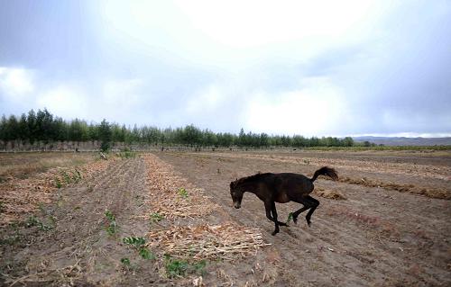 10月11日,在內(nèi)蒙古赤峰市克什克騰旗,一匹小馬駒從一片收割過(guò)的農(nóng)田里跑過(guò)。新華社記者 張領(lǐng) 攝