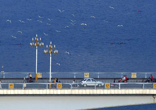 一群飛鳥從廣西柳州市柳江大橋上空飛過(2009年9月24日攝)。新華社記者 黃孝邦 攝