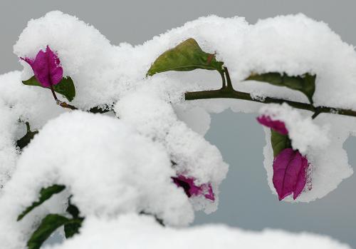 12月16日,重慶市南岸區(qū)南山,紅色的三角梅與厚厚的白雪相互映襯。當日,重慶主城區(qū)出現(xiàn)歷史罕見降雪。重慶市渝北區(qū)、南岸區(qū)、沙坪壩等區(qū)縣相繼出現(xiàn)降雪天氣,最大的降雪量達到4厘米。重慶市氣象局統(tǒng)計,當天最低氣溫僅為2攝氏度,是入冬以來的最低氣溫。新華社記者 陳誠 攝