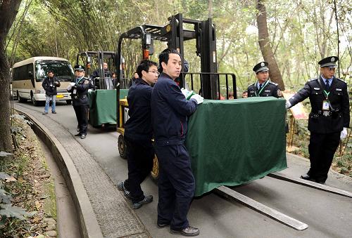 12月18日,工作人員正在運(yùn)送大熊貓“開開”和“心心”上車。新華社記者 陳凱 攝