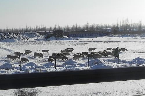 12月23日,內(nèi)蒙古呼和浩特市土默特左旗農(nóng)民在白雪覆蓋的田地上放羊。受強(qiáng)冷空氣影響,從12月22日夜間開(kāi)始,內(nèi)蒙古迎來(lái)新一輪大風(fēng)、降雪、強(qiáng)降溫天氣過(guò)程,大部分地區(qū)降溫達(dá)6至10攝氏度,部分地區(qū)降溫幅度超過(guò)12攝氏度。內(nèi)蒙古氣象臺(tái)已發(fā)布寒潮藍(lán)色預(yù)警信號(hào),建議各地做好防寒工作,防范大風(fēng)和積雪結(jié)冰對(duì)交通運(yùn)輸?shù)刃袠I(yè)的不利影響。新華社記者 李云平 攝