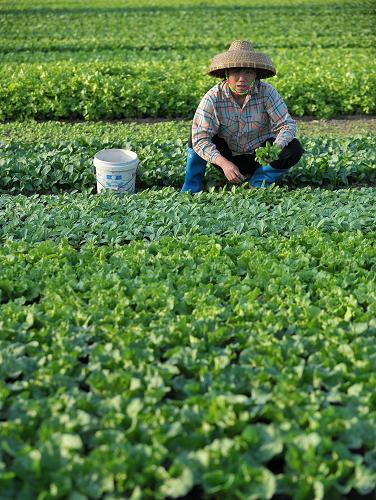 ??谑薪嫉囊晃晦r(nóng)民在菜地里摘菜(2010年12月12日攝)。新華社記者 郭程 攝