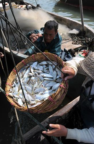 ??谑腥?lián)漁村的漁民在收獲剛捕撈的魚(yú)(2010年5月16日攝)。新華社記者 郭程 攝