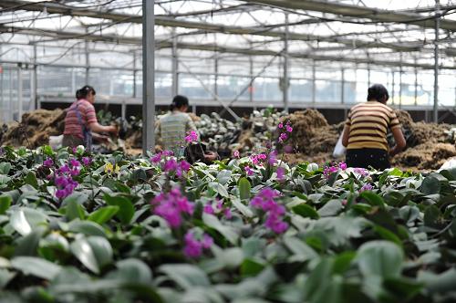5月25日,在河北省冀州市蝴蝶蘭花卉生產(chǎn)基地,工人們正在忙碌。目前,臺灣皇達(dá)蘭花栽培工程有限公司在河北省冀州市建成省內(nèi)最大的蝴蝶蘭花卉生產(chǎn)基地。這個基地自動化溫室栽培面積達(dá)10000平方米,幼苗及成品花產(chǎn)量達(dá)到200萬株,銷售100萬株,實(shí)現(xiàn)產(chǎn)值1.5億元。冀州市將把蝴蝶蘭產(chǎn)業(yè)作為調(diào)整種植結(jié)構(gòu)、新興致富產(chǎn)業(yè),力爭用3至5年時間建成輻射全國的蝴蝶蘭專業(yè)產(chǎn)銷基地。新華社記者 王民 攝
