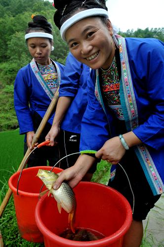 6月14日,在廣西三江縣良口鄉(xiāng)曬江村,一名侗族婦女展示禾花魚。 新華社發(fā)(賴柳生 攝)