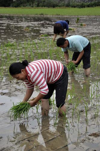 6月16日,江西婺源縣紫陽鎮(zhèn)的農(nóng)民在稻田插播秧苗。新華社發(fā)(單長華 攝)