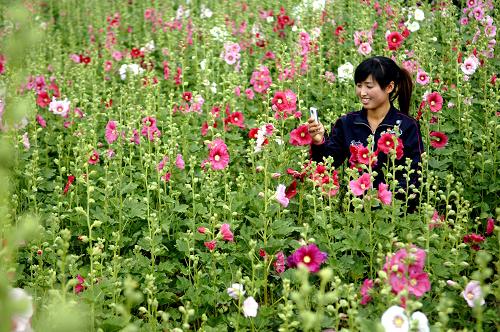 寧夏六盤山花卉示范園區(qū)內,一位游客在花叢中拍照(6月28日攝)。新華社記者 彭昭之 攝