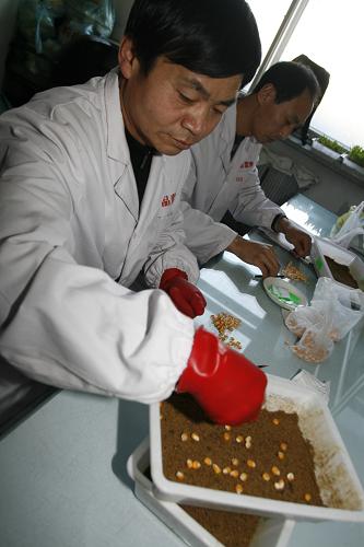 3月9日,吉林省榆樹市農(nóng)業(yè)執(zhí)法大隊的兩名工作人員在做種子發(fā)芽試驗。 隨著春耕生產(chǎn)的日益臨近,國家重點商品糧基地吉林省榆樹市在當前農(nóng)資經(jīng)營高峰期,對該市種子市場進行清理規(guī)范,確保農(nóng)民用上放心種子。 新華社記者邵守志攝