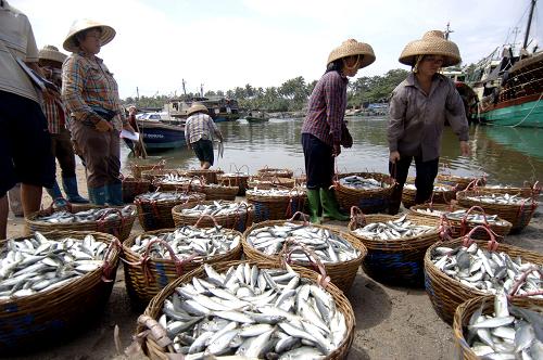 2008年9月9日,海南瓊海市潭門鎮(zhèn)漁民在潭門鎮(zhèn)漁港出售魚貨。 新中國成立60年來,我國不僅成功解決了水產(chǎn)品有效供給問題,而且走出了一條“以養(yǎng)為主”的漁業(yè)發(fā)展道路,并成為世界漁業(yè)生產(chǎn)大國、水產(chǎn)品出口大國和主要遠(yuǎn)洋漁業(yè)國家,水產(chǎn)品總產(chǎn)量連續(xù)20年位居世界第一,世界水產(chǎn)養(yǎng)殖總產(chǎn)量的70%來自中國。 新華社記者趙穎全攝