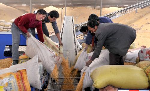11月3日,在山西省稷山縣稷峰鎮(zhèn)糧食收購點(diǎn),農(nóng)民在銷售玉米。 近日,山西省稷山縣進(jìn)入秋糧收購高峰,當(dāng)?shù)剞r(nóng)民紛紛銷售豐收的玉米,糧食收購點(diǎn)一派繁忙景象。今年,該縣積極落實(shí)國家糧食直補(bǔ)政策,同時(shí)組織人員進(jìn)村入戶指導(dǎo)農(nóng)民科學(xué)種糧,全縣28萬多畝玉米喜獲豐收。 新華社發(fā)(薛俊 攝)