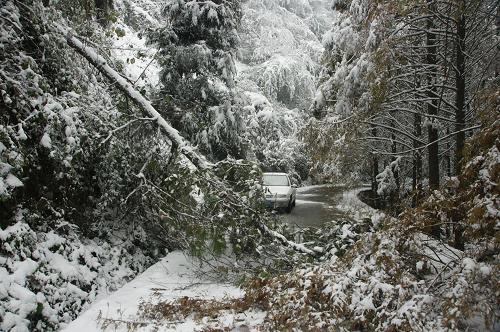 鄂西北十堰山區(qū)降大到暴雪 11月16日拍攝的湖北十堰山區(qū)公路上被暴雪壓斷的松樹。 受北方強(qiáng)冷空氣南下影響,11月15日至16日,鄂西北十堰市出現(xiàn)大到暴雪和冰凍天氣。該市氣象部門緊急發(fā)出暴雪黃色預(yù)警信號,十堰市啟動(dòng)重大氣象災(zāi)害Ⅲ級應(yīng)急預(yù)案。 新華社發(fā)(袁正洪 攝)