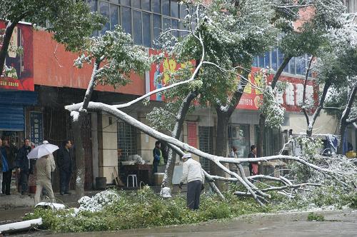 11月16日在湖北十堰市城區(qū)拍攝的被暴雪壓斷的樹干。 受北方強(qiáng)冷空氣南下影響,11月15日至16日,鄂西北十堰市出現(xiàn)大到暴雪和冰凍天氣。該市氣象部門緊急發(fā)出暴雪黃色預(yù)警信號,十堰市啟動(dòng)重大氣象災(zāi)害Ⅲ級應(yīng)急預(yù)案。 新華社發(fā)(袁正洪 攝)