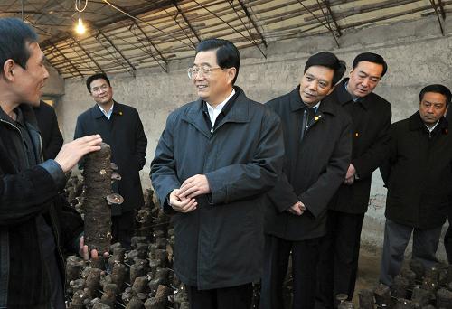 1月1日,中共中央總書記、國家主席、中央軍委主席胡錦濤到河北省三河市農(nóng)村考察。這是胡錦濤在三河市李旗莊鎮(zhèn)李旗莊村香菇大棚里,了解香菇種植專業(yè)合作社帶動(dòng)農(nóng)民增收情況。 新華社記者李學(xué)仁攝