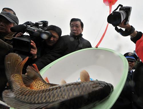 2月1日,有關(guān)人員在增殖放養(yǎng)活動啟動儀式上放養(yǎng)魚類。當(dāng)日起,安徽巢湖開始實(shí)施為期6個(gè)月的禁漁,同時(shí)啟動2010年公益性增殖放養(yǎng)活動。漁業(yè)部門在禁漁期間將放流各類魚苗4000多萬尾,主要包括鰱魚、鳙魚等具有凈化水質(zhì)功能的濾食性魚類,以及青魚等巢湖定居型魚類。新華社記者 郭晨 攝