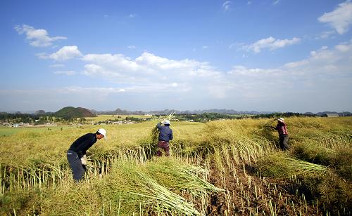 3月30日,云南羅平縣羅雄鎮(zhèn)馬鞍山村村民在田間收割油菜。新華社發(fā)(毛虹 攝)