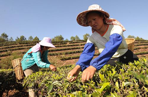 云南省普洱市墨江哈尼族自治縣聯(lián)珠鎮(zhèn)路水村的村民在茶園里采摘春茶(4月8日攝)。在百年一遇的大旱面前,云南省普洱市墨江哈尼族自治縣積極采取措施,做好生產(chǎn)抗旱自救工作,防災(zāi)減災(zāi)保增收。目前,全縣正在著力抓緊低產(chǎn)茶園改造,加快改植換種、良種推廣步伐,并推進(jìn)分級(jí)采摘,注意病蟲(chóng)害防治,力爭(zhēng)把旱災(zāi)所致的損失降到最低點(diǎn)。墨江哈尼族自治縣的茶園面積達(dá)23萬(wàn)畝,生產(chǎn)的普洱茶、紅茶、綠茶、花茶等優(yōu)質(zhì)茶葉遠(yuǎn)銷(xiāo)20多個(gè)國(guó)家和地區(qū)。新華社記者 藺以光 攝