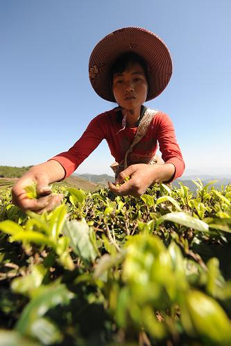 云南省普洱市墨江哈尼族自治縣聯(lián)珠鎮(zhèn)路水村的村民在茶園里采摘春茶(4月8日攝)。新華社記者 藺以光 攝